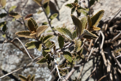 Image of Coleus alloplectus by (c) Greg Tasney, some rights reserved (CC BY-SA)