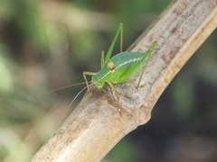 Barbitistes fischeri