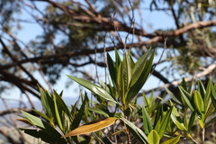 Pomaderris argyrophylla