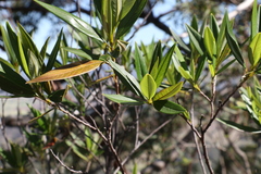 Pomaderris argyrophylla