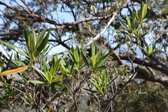 Pomaderris argyrophylla