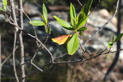 Pomaderris argyrophylla