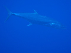 Scomberomorus commerson