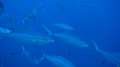 Elagatis bipinnulata