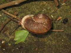 Cyclophorus perdix