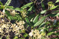 Pomaderris argyrophylla