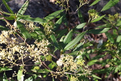 Pomaderris argyrophylla