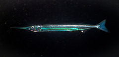 Hyporhamphus ihi