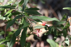 Grevillea linsmithii