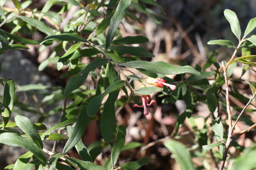Image of Grevillea linsmithii by (c) Greg Tasney, some rights reserved (CC BY-SA)