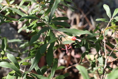 Grevillea linsmithii