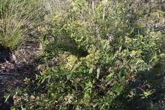 Pomaderris argyrophylla