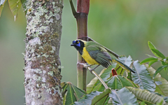 Cyanocorax yncas yncas