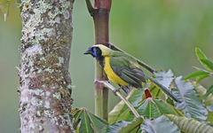 Cyanocorax yncas yncas