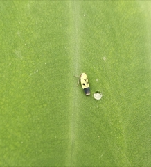 Nephotettix nigropictus