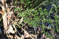 Gonocarpus teucrioides