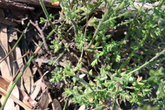 Gonocarpus teucrioides