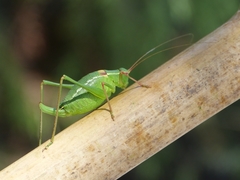 Barbitistes fischeri