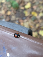Harmonia axyridis