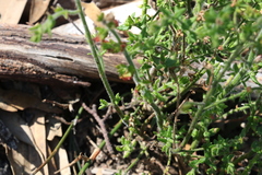 Gonocarpus teucrioides