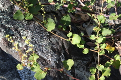 Muehlenbeckia rhyticarya