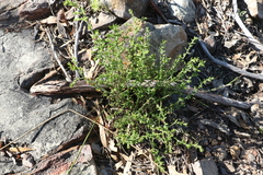 Gonocarpus teucrioides