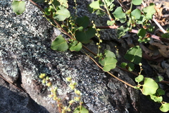 Muehlenbeckia rhyticarya