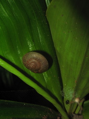 Hemiplecta cymatium