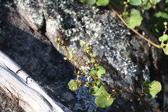 Muehlenbeckia rhyticarya