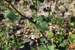 Muehlenbeckia rhyticarya