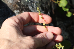 Muehlenbeckia rhyticarya