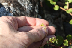 Muehlenbeckia rhyticarya