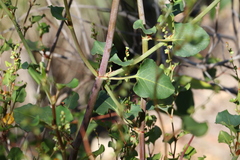 Muehlenbeckia rhyticarya