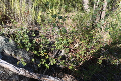 Muehlenbeckia rhyticarya