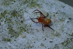 Argyrodes miniaceus