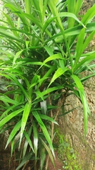 Dracaena angustifolia