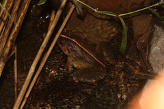 Limnonectes poilani