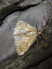 Cynaeda gigantea