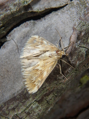 Cynaeda gigantea