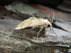 Cynaeda gigantea