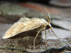 Cynaeda gigantea