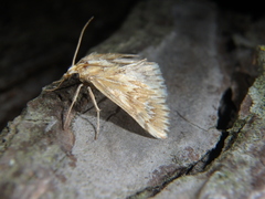 Cynaeda gigantea