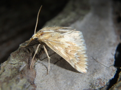 Cynaeda gigantea