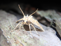Cynaeda gigantea