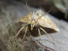 Cynaeda gigantea