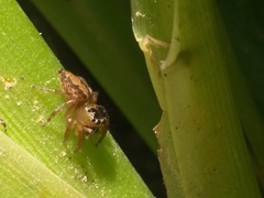 Colyttus