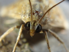 Cynaeda gigantea