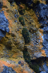 Polycauliona verruculifera