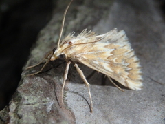 Cynaeda gigantea