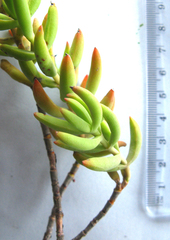 Crassula mollis